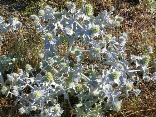 Sea Holly - Photo (c) mediambient_ajelprat, some rights reserved (CC BY-NC)