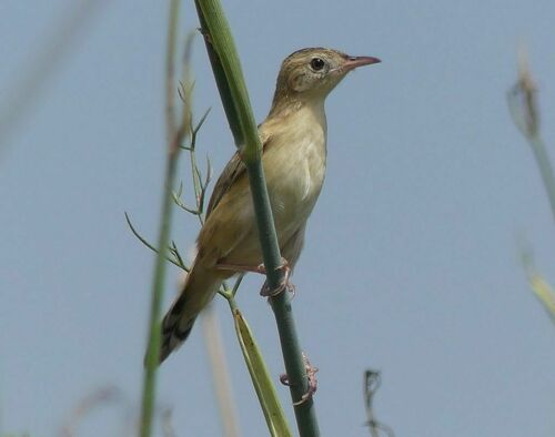 Zitting Cisticola - Photo (c) mediambient_ajelprat, some rights reserved (CC BY-NC)