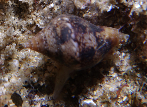 Rustic Dove-Shell - Photo (c) oriol_d, all rights reserved