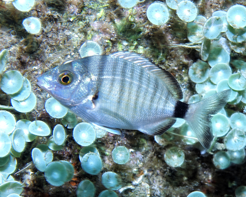 Sulla - Photo (c) oriol_d, all rights reserved