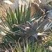 Aloes - Photo (c) Francesc Caralt Rafecas, some rights reserved (CC BY), uploaded by Francesc Caralt Rafecas