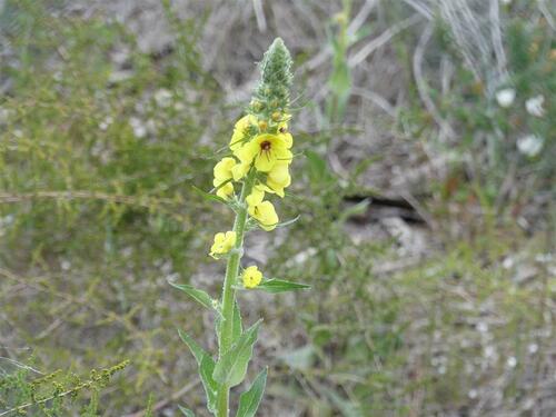 Wavyleaf Mullein - Photo (c) mediambient_ajelprat, some rights reserved (CC BY-NC)