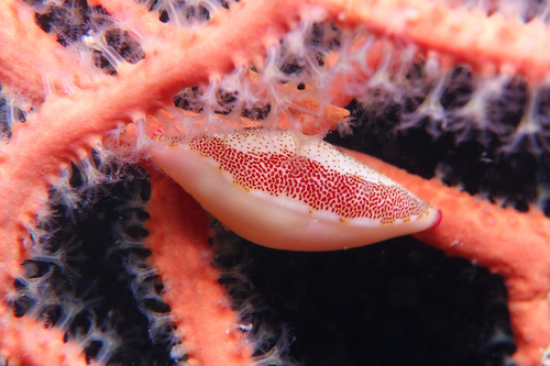 Keys Simnia - Photo (c) oriol_d, all rights reserved