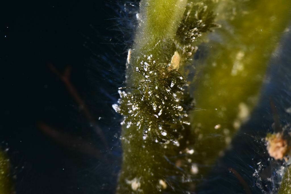 Placida verticilata - Photo (c) xavi salvador costa, some rights reserved (CC BY-NC), uploaded by xasalva