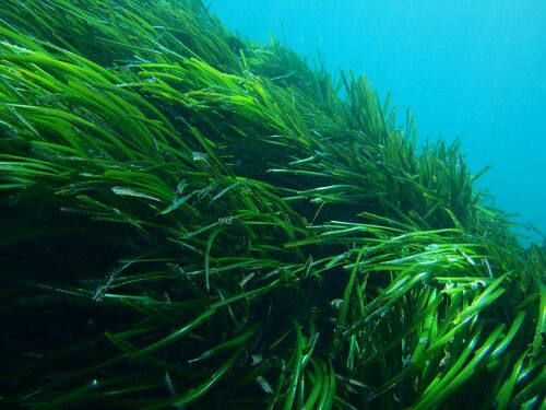 Neptune Grass - Photo (c) xavi salvador costa, some rights reserved (CC BY-NC)