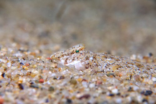 Sailfin Dragonet - Photo (c) oriol_d, all rights reserved