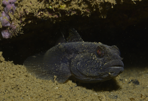 Black Goby - Photo (c) oriol_d, all rights reserved