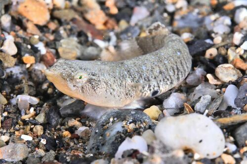 Two-spotted Sucker - Photo (c) xavi salvador costa, some rights reserved (CC BY-NC)