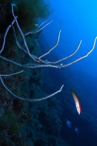 White Gorgonian - Photo (c) oriol_d, all rights reserved