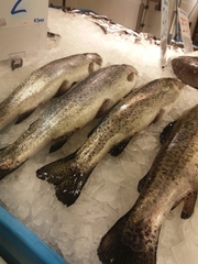 Rainbow Trout - Photo (c) ilop7, some rights reserved (CC BY-NC), uploaded by ilop7