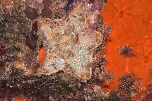Cushion Star - Photo (c) xavi salvador costa, some rights reserved (CC BY-NC)