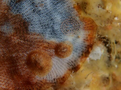 Atalodoris depressa - Photo (c) xavi salvador costa, some rights reserved (CC BY-NC)