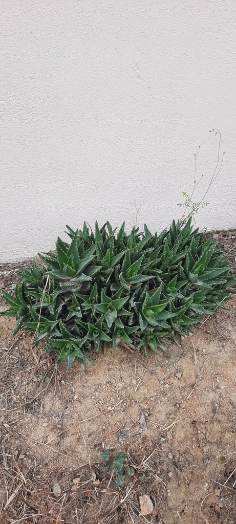 Aloe x nobilis - Photo (c) Izan Lopez Vergel, some rights reserved (CC BY-NC), uploaded by Izan Lopez Vergel