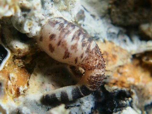 Phascolosoma granulatum - Photo (c) xavi salvador costa, some rights reserved (CC BY-NC)