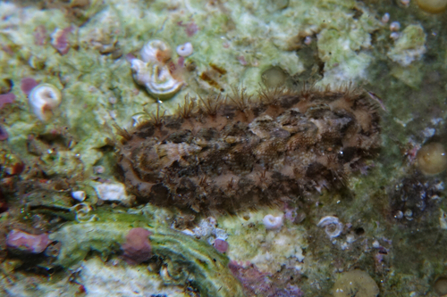 Acanthochitona - Photo (c) oriol_d, all rights reserved