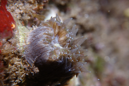 Pig-tooth Coral - Photo (c) oriol_d, all rights reserved