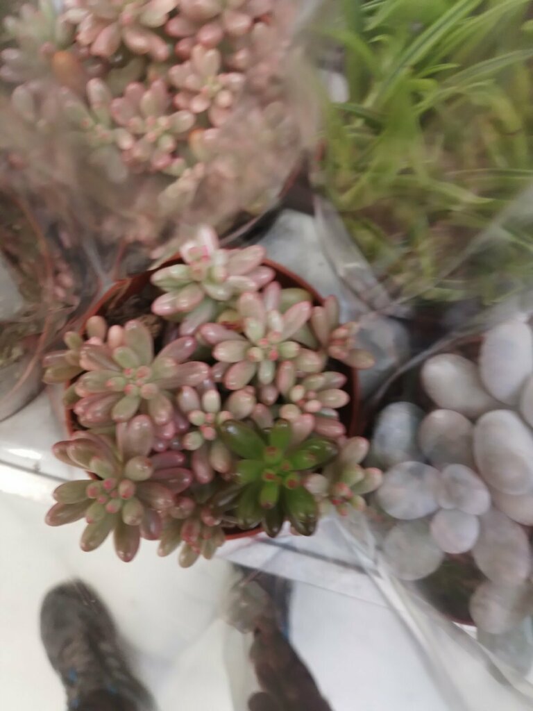 Sedum × rubrotinctum - Photo (c) marianna, some rights reserved (CC BY-NC)