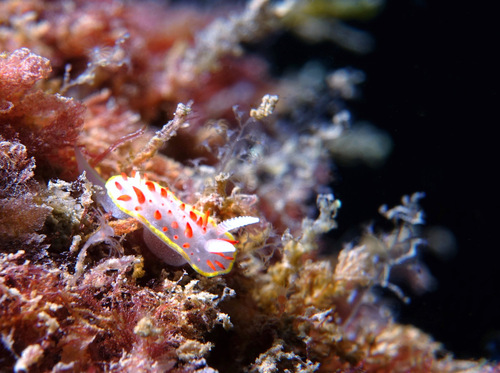 Red Papillae Dorid - Photo (c) oriol_d, all rights reserved