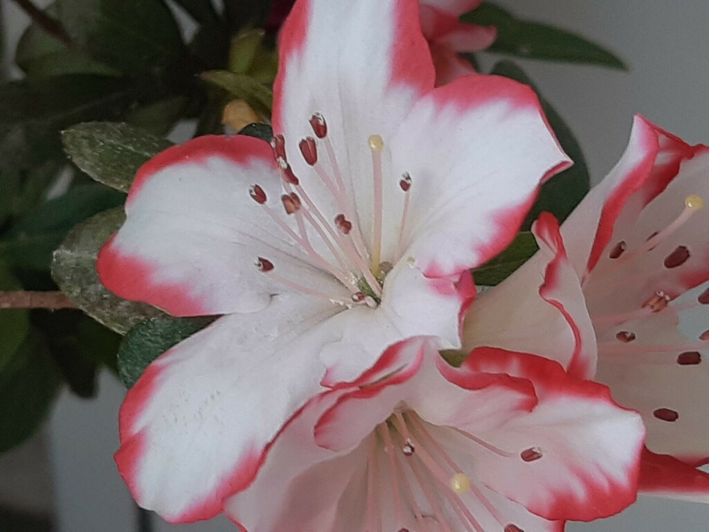 Tsutsusi Azalea - Photo (c) mariloukr, some rights reserved (CC BY), uploaded by mariloukr