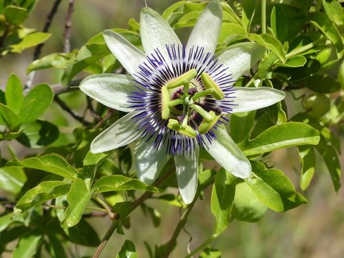 Bluecrown Passionflower - Photo (c) Pau Esteban, some rights reserved (CC BY-NC)