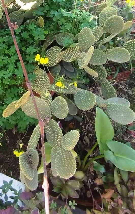 Bunny Ears Cactus - Photo (c) Marilena Kroustalli, some rights reserved (CC BY), uploaded by Marilena Kroustalli