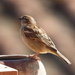 House Sparrow - Photo (c) Vicenç Roig Vidal, some rights reserved (CC BY-NC), uploaded by Vicenç Roig Vidal