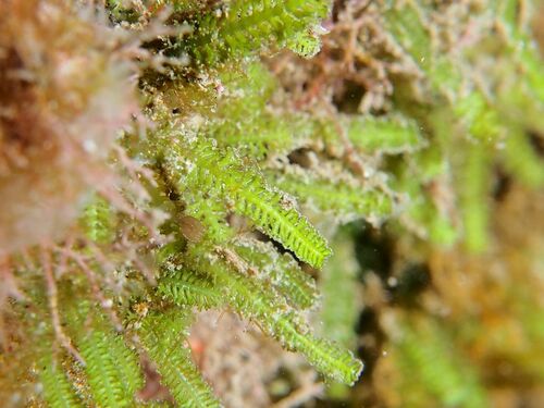 Bottlebrush Green Seaweed - Photo (c) xavi salvador costa, some rights reserved (CC BY-NC)