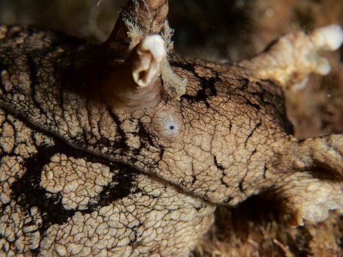 Spotted Seahare - Photo (c) xavi salvador costa, some rights reserved (CC BY-NC)