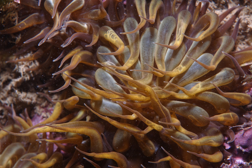 Couch's Trumpet Anemone - Photo (c) oriol_d, all rights reserved