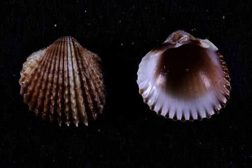 Sand Cockle - Photo (c) xavi salvador costa, some rights reserved (CC BY-NC)