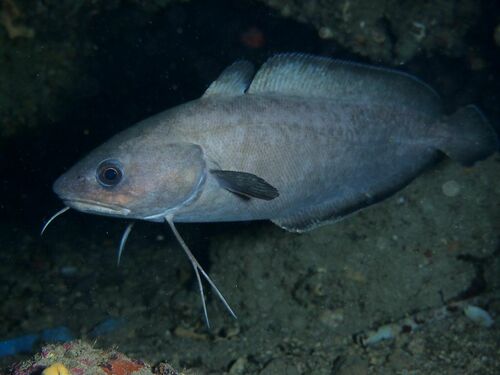 Forkbeard - Photo (c) xavi salvador costa, some rights reserved (CC BY-NC)