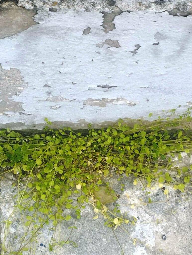 Lesser Chickweed - Photo (c) mariloukr, some rights reserved (CC BY), uploaded by mariloukr