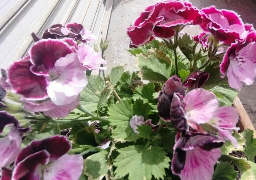Pelargonium × hybridum - Photo (c) mariloukr, some rights reserved (CC BY), uploaded by mariloukr