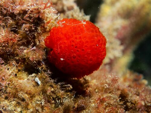 Synoicum blochmanni - Photo (c) xavi salvador costa, some rights reserved (CC BY-NC)