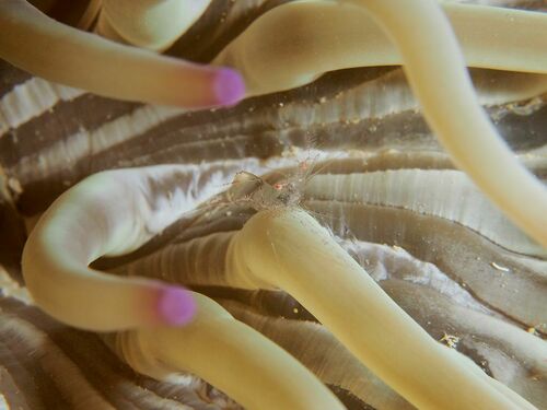 Crystal Prawn - Photo (c) xavi salvador costa, some rights reserved (CC BY-NC)