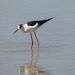 Black-necked Stilt - Photo (c) mediambient_ajelprat, some rights reserved (CC BY-NC), uploaded by mediambient_ajelprat