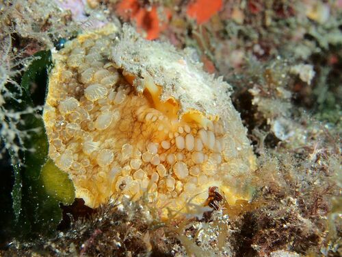 Umbrella Slug - Photo (c) xavi salvador costa, some rights reserved (CC BY-NC)