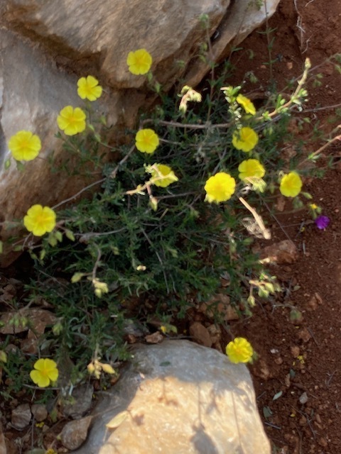 Fumana - Photo (c) Βαρβάκειο Πρότυπο Γυμνάσιο, some rights reserved (CC BY), uploaded by Βαρβάκειο Πρότυπο Γυμνάσιο