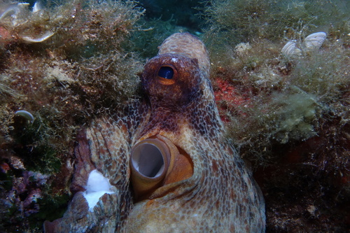 Cephalopods - Photo (c) oriol_d, all rights reserved