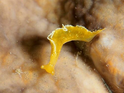 Elysia flava - Photo (c) xavi salvador costa, some rights reserved (CC BY-NC)