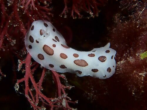 Leopard Sea Slug - Photo (c) xavi salvador costa, some rights reserved (CC BY-NC)