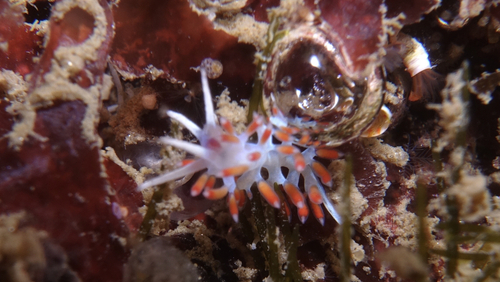 Calmella cavolini - Photo (c) oriol_d, all rights reserved