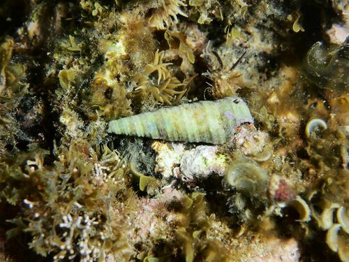 Turritella tricarinata - Photo (c) xavi salvador costa, some rights reserved (CC BY-NC)