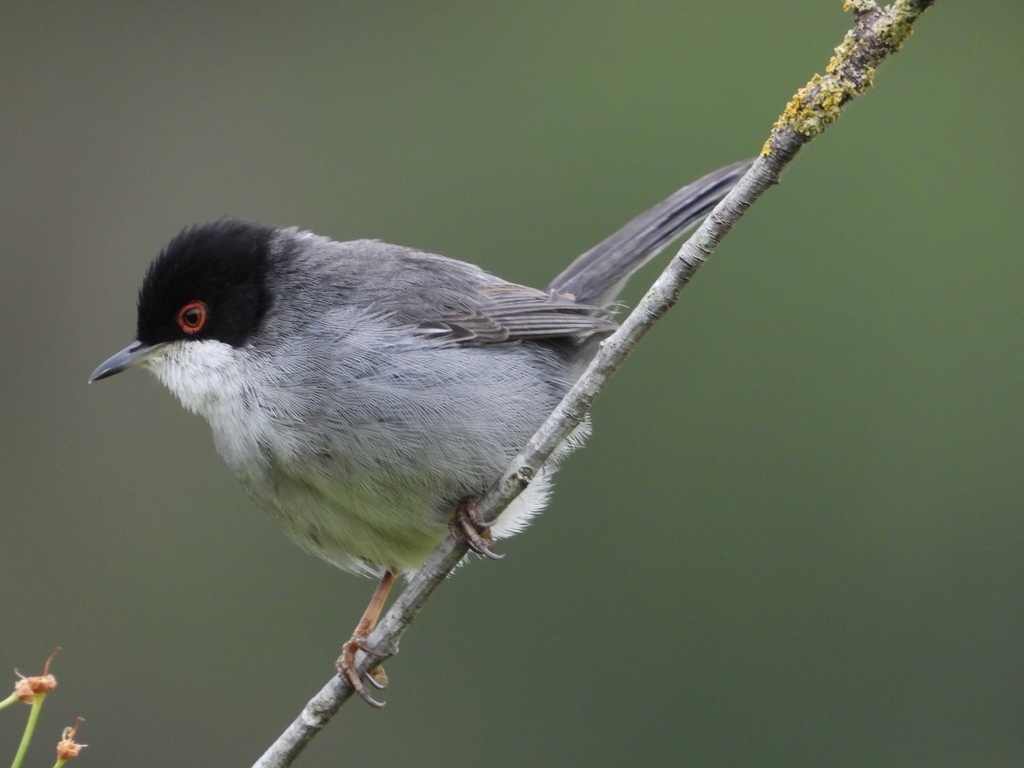 Sardinian Warbler - Photo (c) Vicenç Roig Vidal, some rights reserved (CC BY-NC), uploaded by Vicenç Roig Vidal