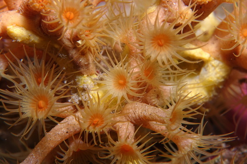 Yellow Cluster Anemone - Photo (c) oriol_d, all rights reserved