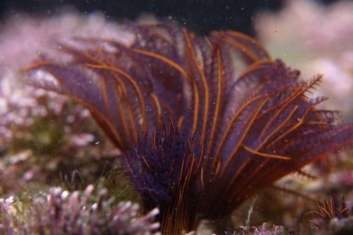 Flame Feather Duster Worm - Photo (c) oriol_d, all rights reserved