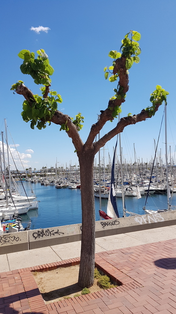 Mulberries - Photo (c) Carlos Rodero, some rights reserved (CC BY-NC)