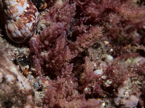 Red Sea Plume - Photo (c) xavi salvador costa, some rights reserved (CC BY-NC)