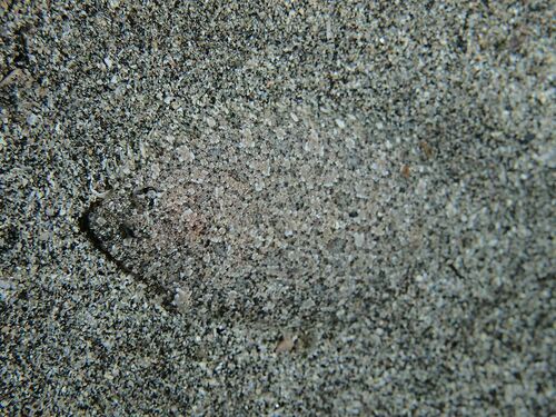 Arnoglossus - Photo (c) xavi salvador costa, some rights reserved (CC BY-NC)