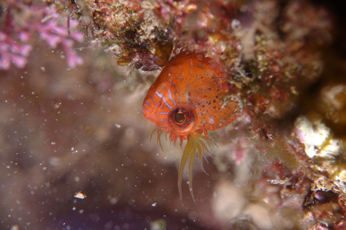 Zvonimir's Blenny - Photo (c) oriol_d, all rights reserved